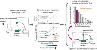 Surveying the Genetic Design Space for Transcription Factor-Based Metabolite Biosensors: Synthetic Gamma-Aminobutyric Acid and Propionate Biosensors in E. coli Nissle 1917